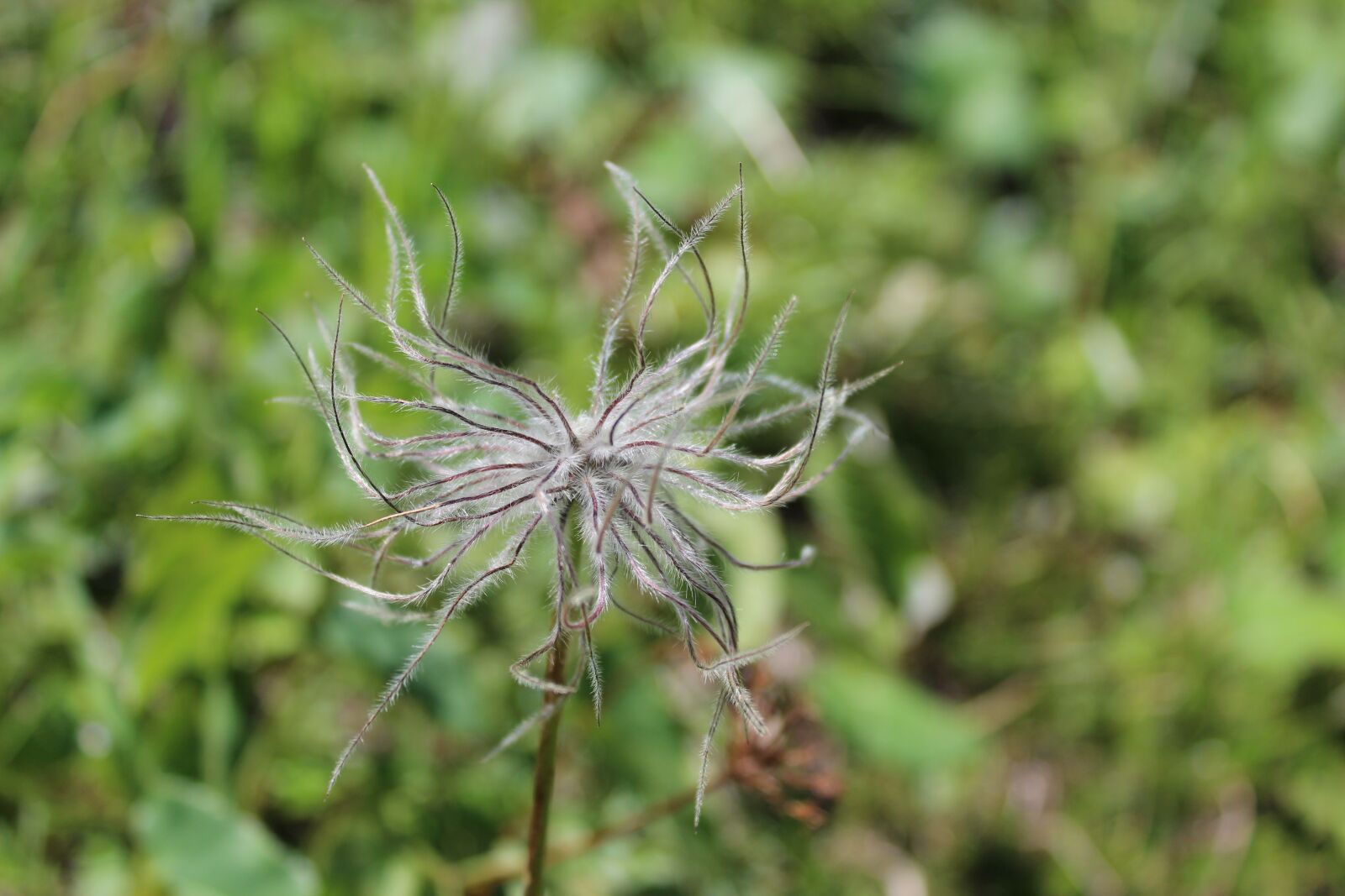 Canon EOS 1300D (EOS Rebel T6 / EOS Kiss X80) sample photo. Nature, plant, summer photography