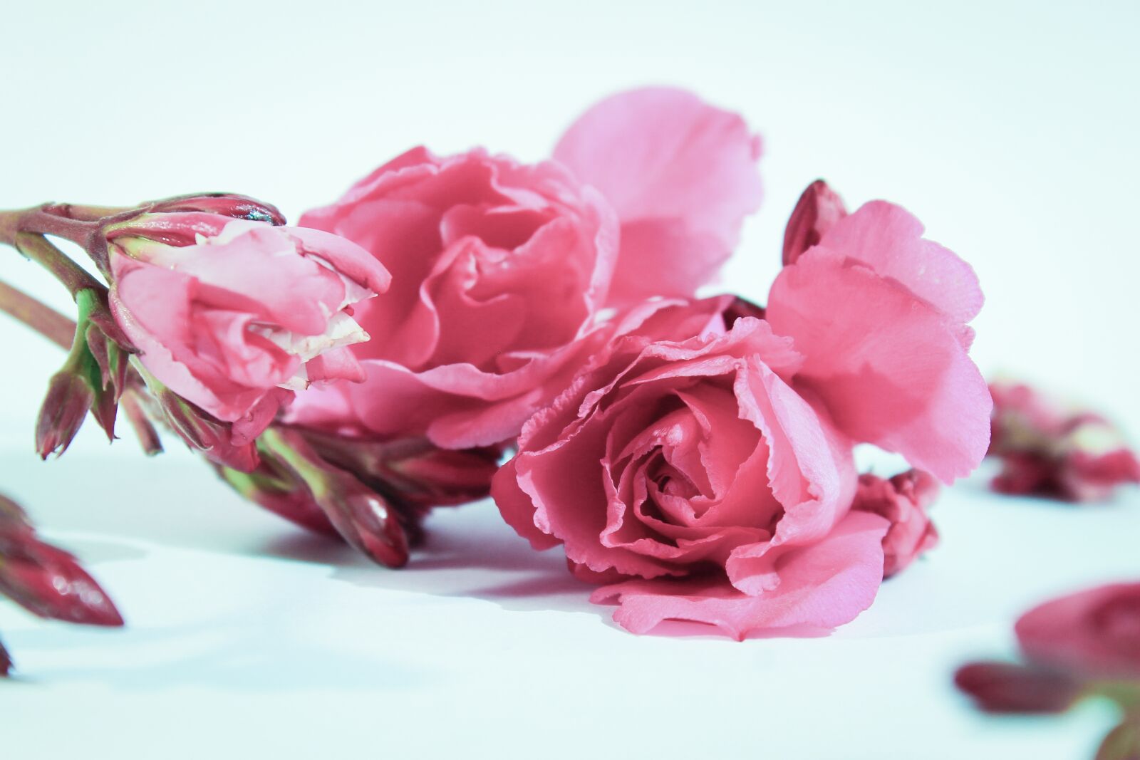 Canon EOS 1100D (EOS Rebel T3 / EOS Kiss X50) sample photo. Roses, nature, scenery photography