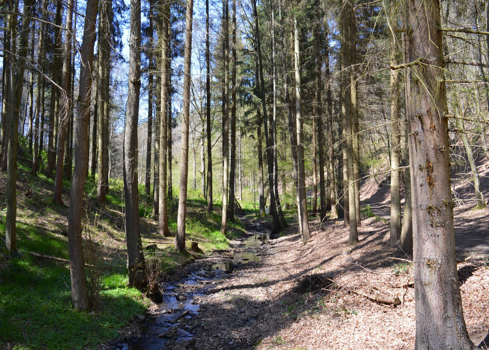 Nikon D3200 sample photo. Forest, trees, landscape photography