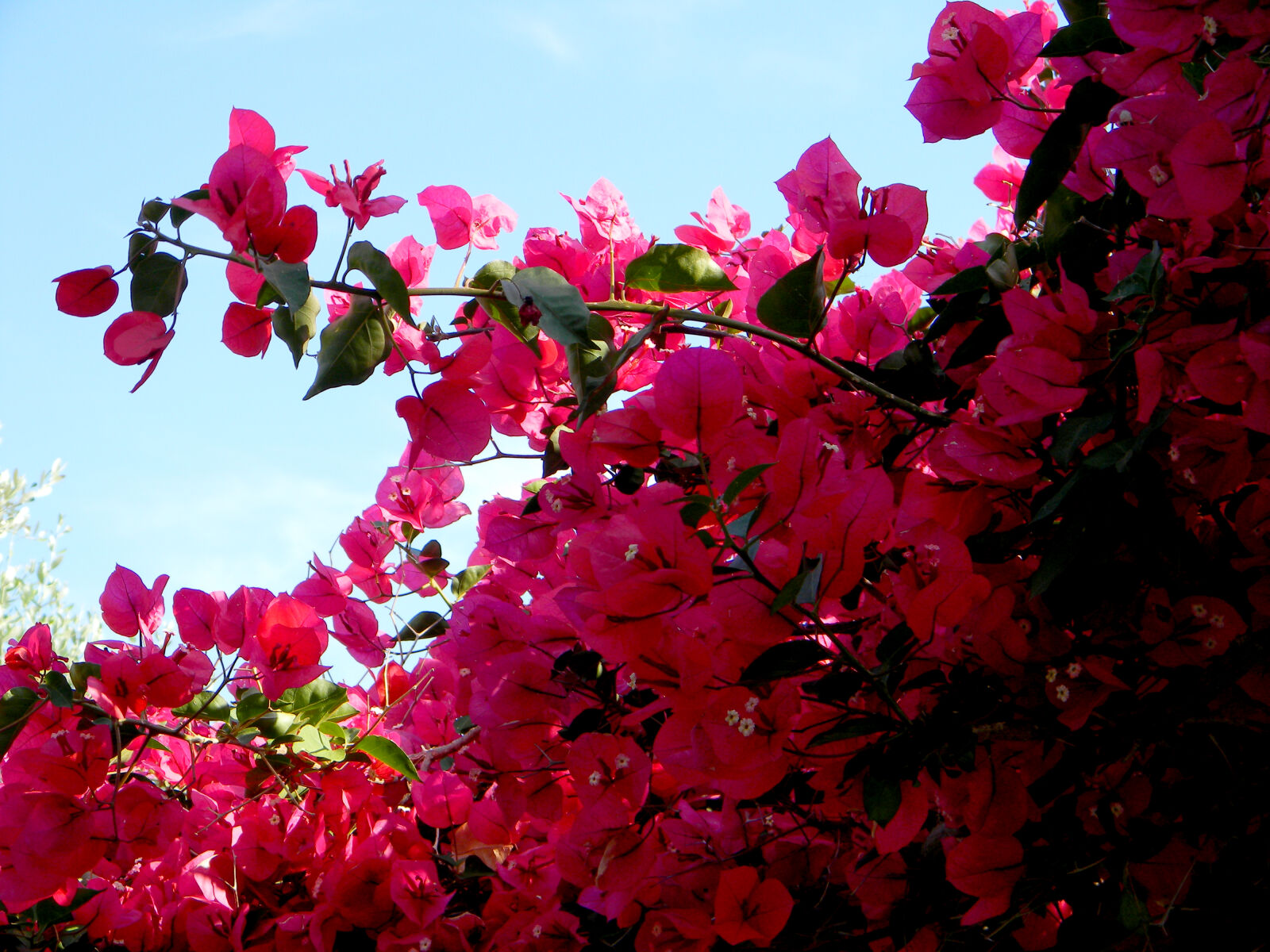 Nikon Coolpix L110 sample photo. Flower, flowers, pink, sky photography