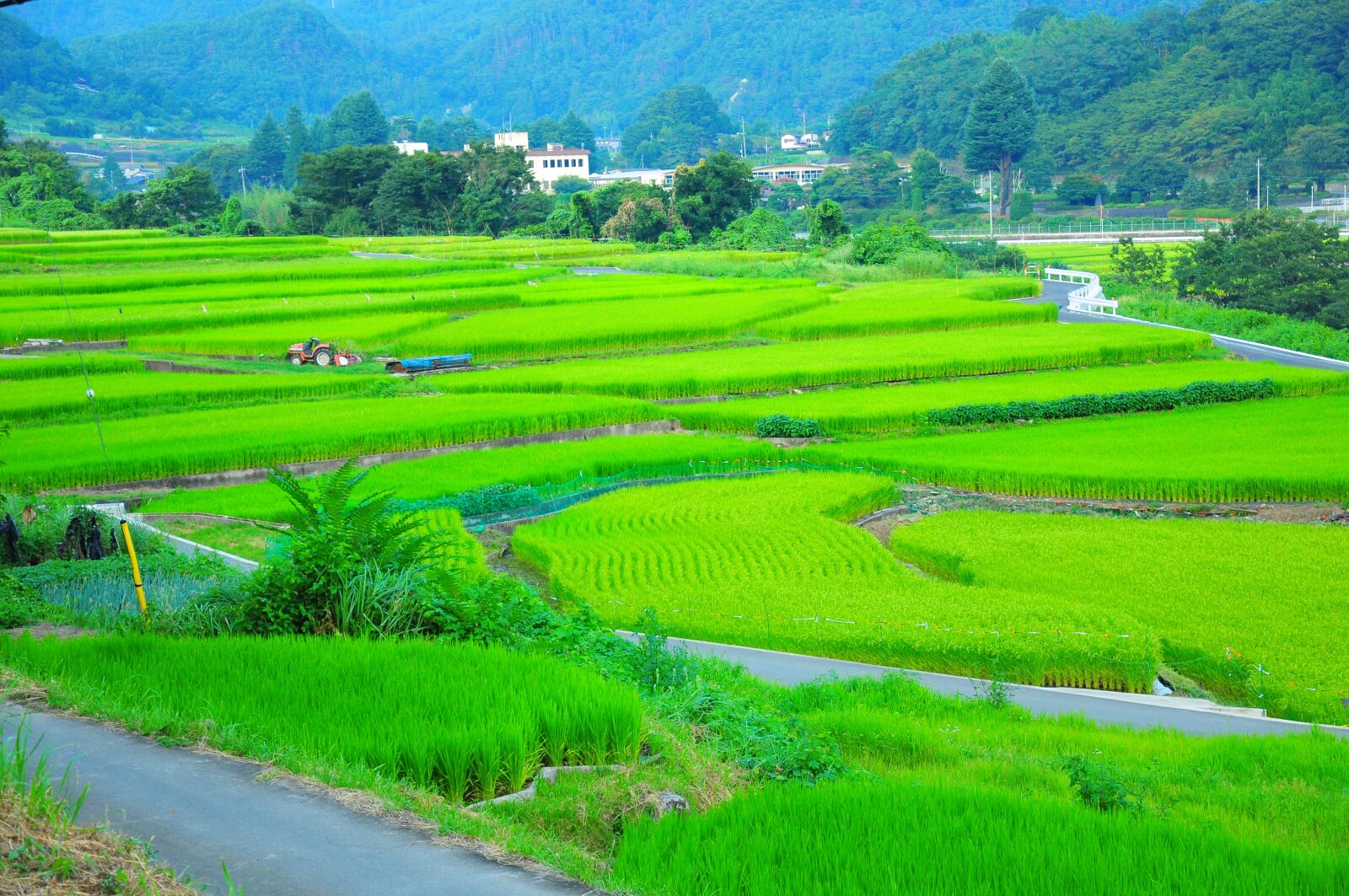 Nikon D300 sample photo. Field, yamada's rice fields photography
