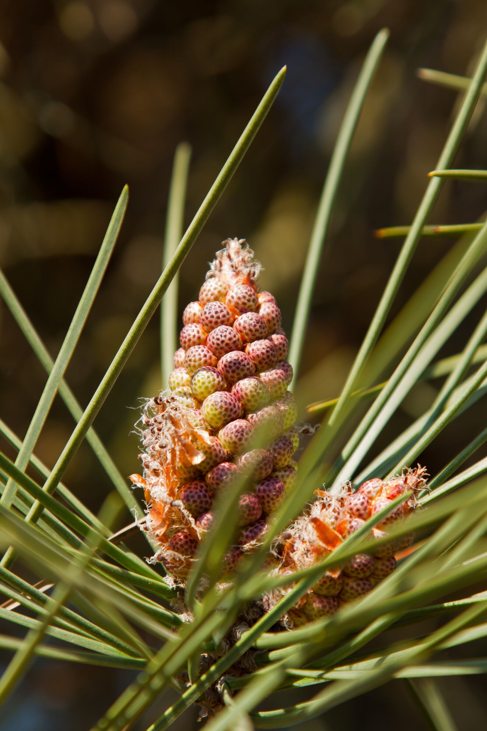 Canon EOS 50D + Canon EF 24-105mm F4L IS USM sample photo. Pine, pine cones, blossom photography