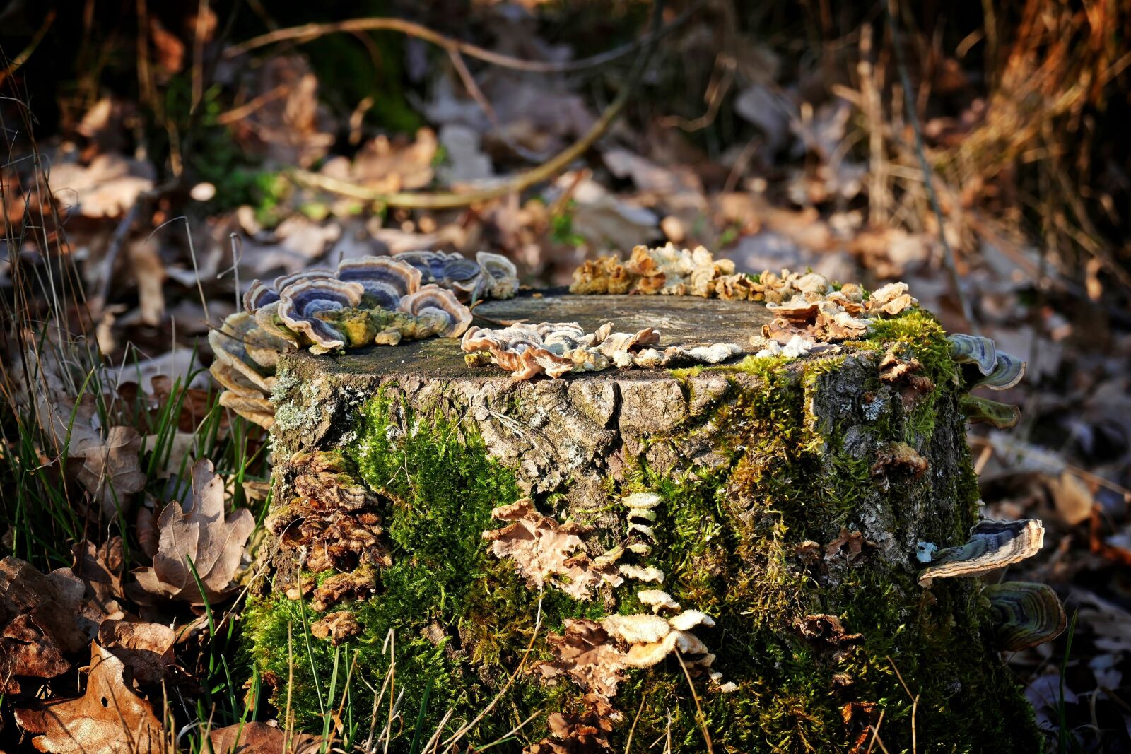 Panasonic Lumix DMC-FZ1000 sample photo. Tree stump, tree fungus photography