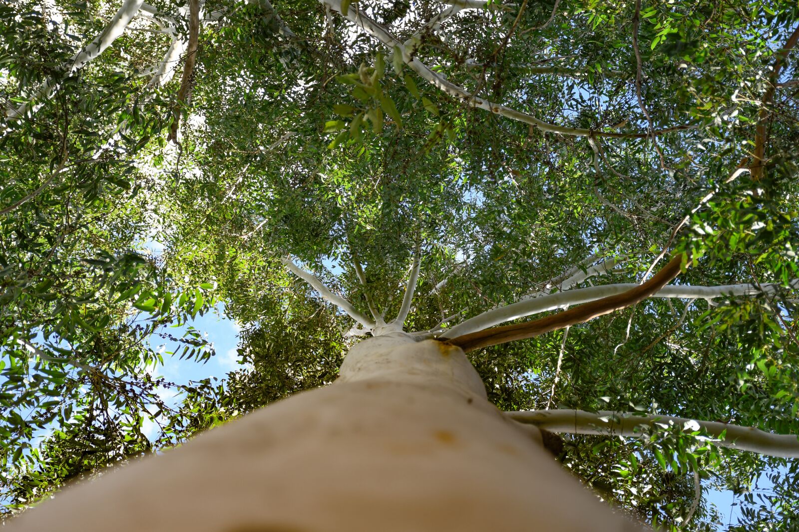 Nikon D7500 sample photo. Forest, landscape, tree photography