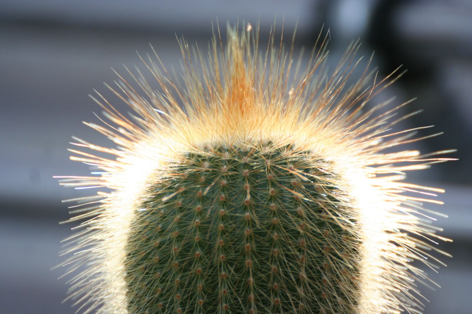 Canon EOS 350D (EOS Digital Rebel XT / EOS Kiss Digital N) sample photo. Cactus, succulent, nature photography