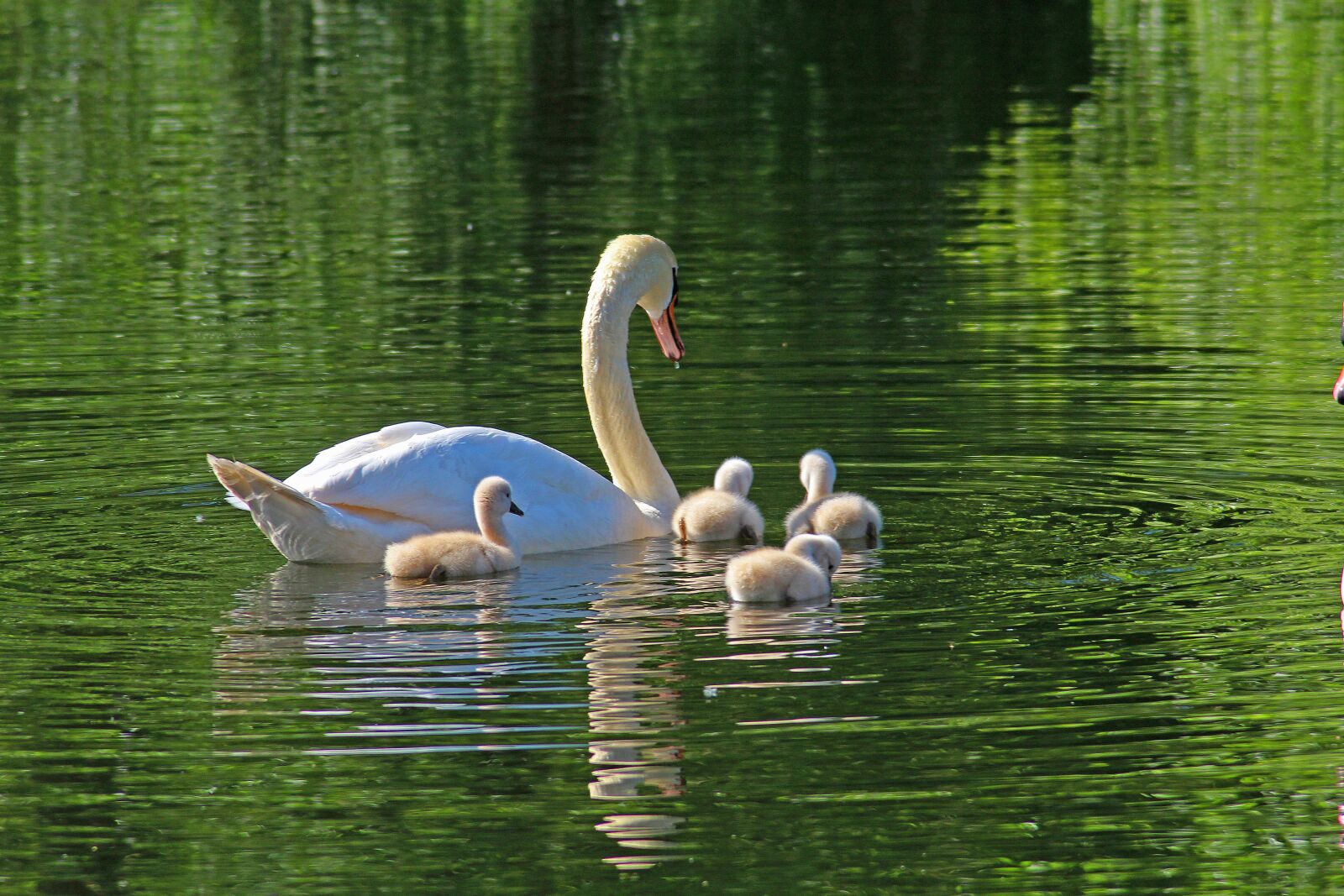 Canon EOS 1200D (EOS Rebel T5 / EOS Kiss X70 / EOS Hi) sample photo. Swan family, young swans photography