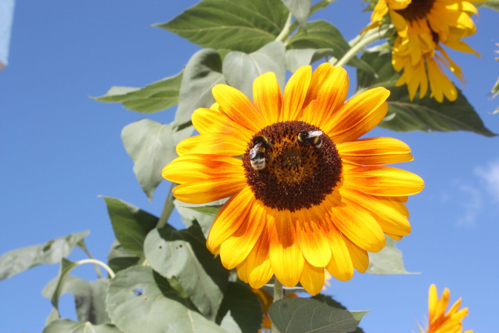 Canon EOS 450D (EOS Rebel XSi / EOS Kiss X2) sample photo. Flower, sunflower, bee photography