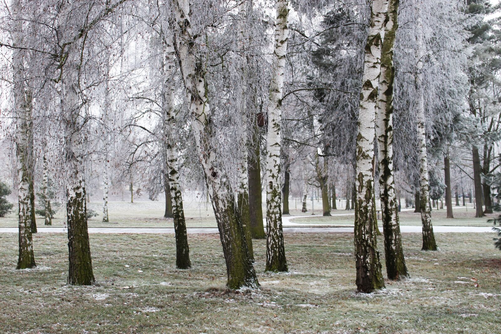 Canon EOS 100D (EOS Rebel SL1 / EOS Kiss X7) sample photo. Winter, frost, snow photography