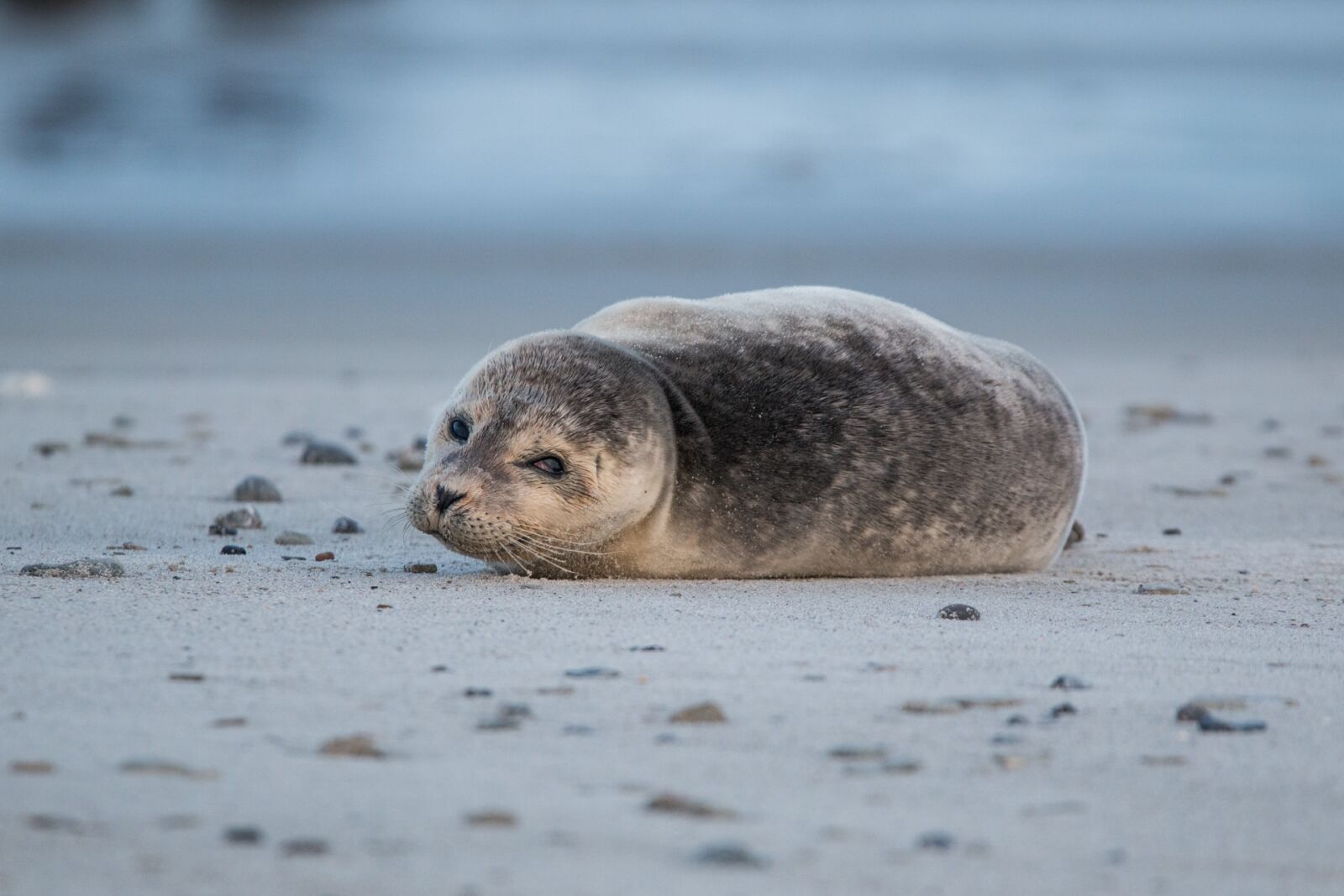 Canon EOS 70D + 150-600mm F5-6.3 DG OS HSM | Contemporary 015 sample photo. Robbe, grey seal, helgoland photography