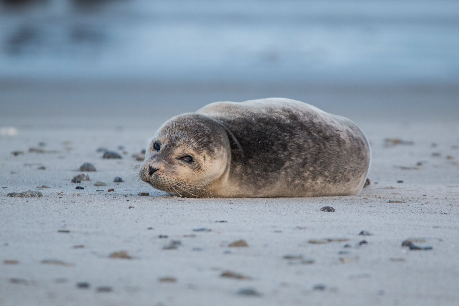 150-600mm F5-6.3 DG OS HSM | Contemporary 015 sample photo. Robbe, grey seal, helgoland photography