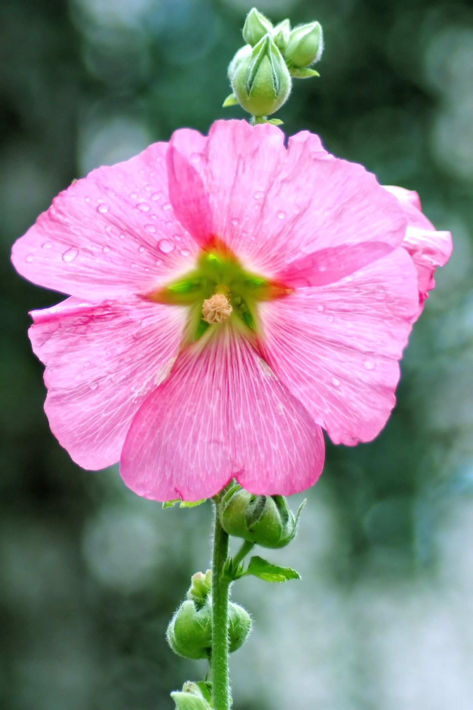 Nikon D3000 sample photo. Mallow, stock rose, blossom photography
