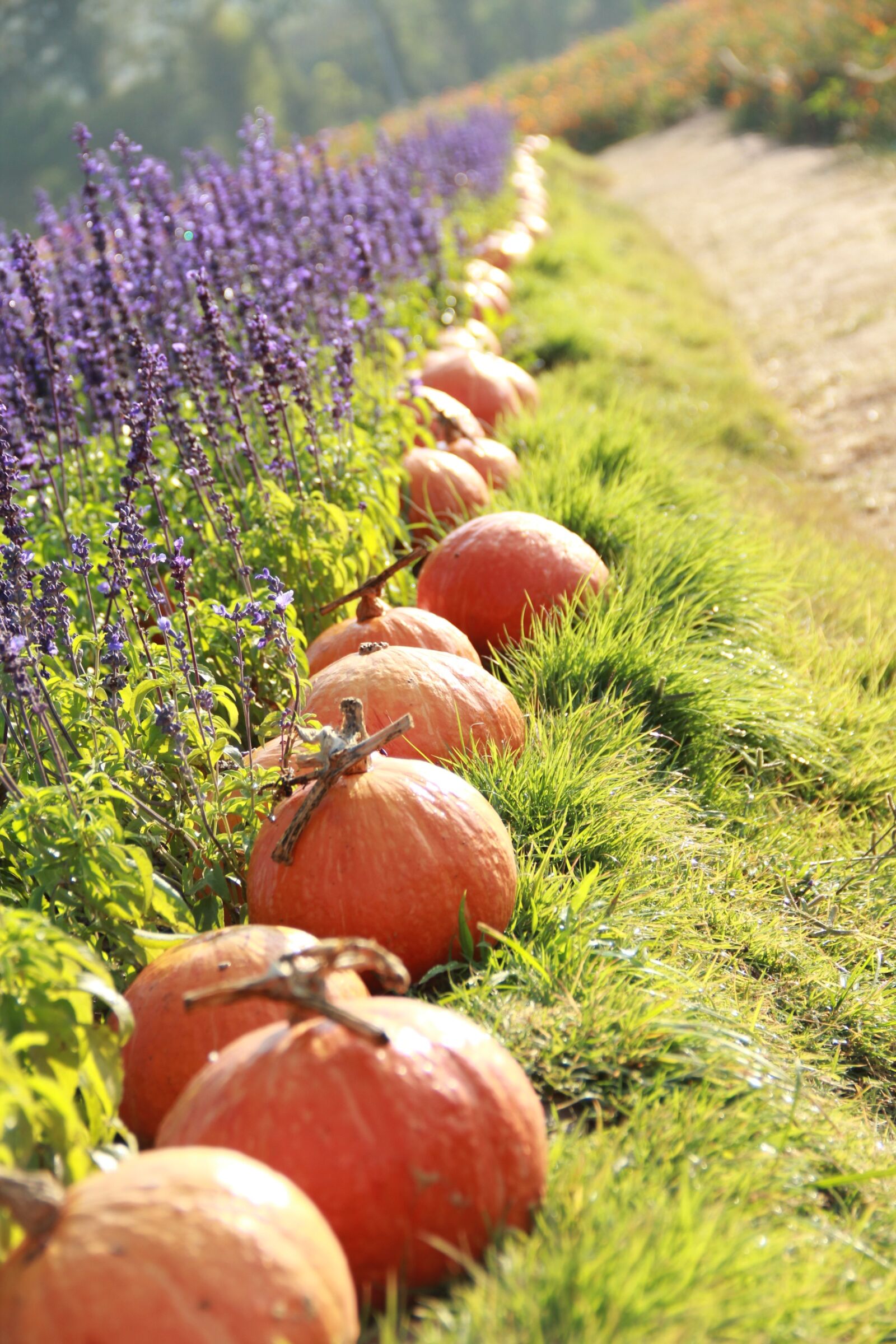 Canon EF-S 18-135mm F3.5-5.6 IS sample photo. Pumpkin, lavender, grass photography