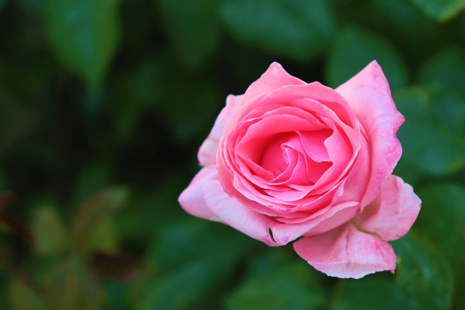 Canon EF 24-105mm F4L IS USM sample photo. Rose, spring, pink photography