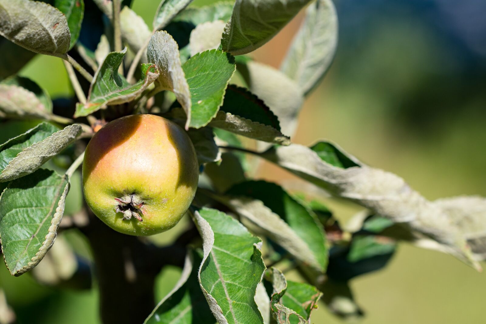 Nikon D7100 sample photo. Apple, bio, bio apple photography