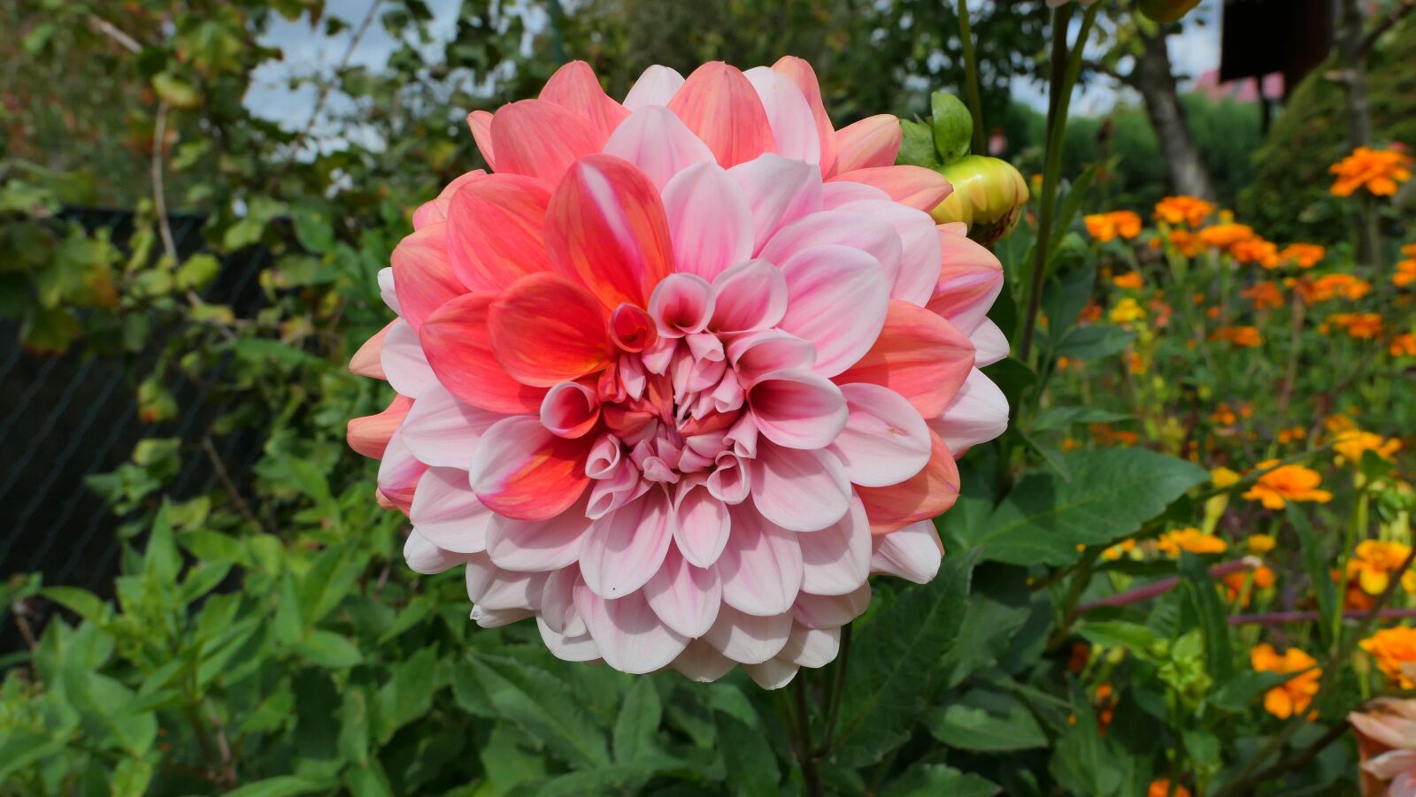 Panasonic Lumix DMC-LX10 (Lumix DMC-LX15) sample photo. Dalia, flower, plant photography