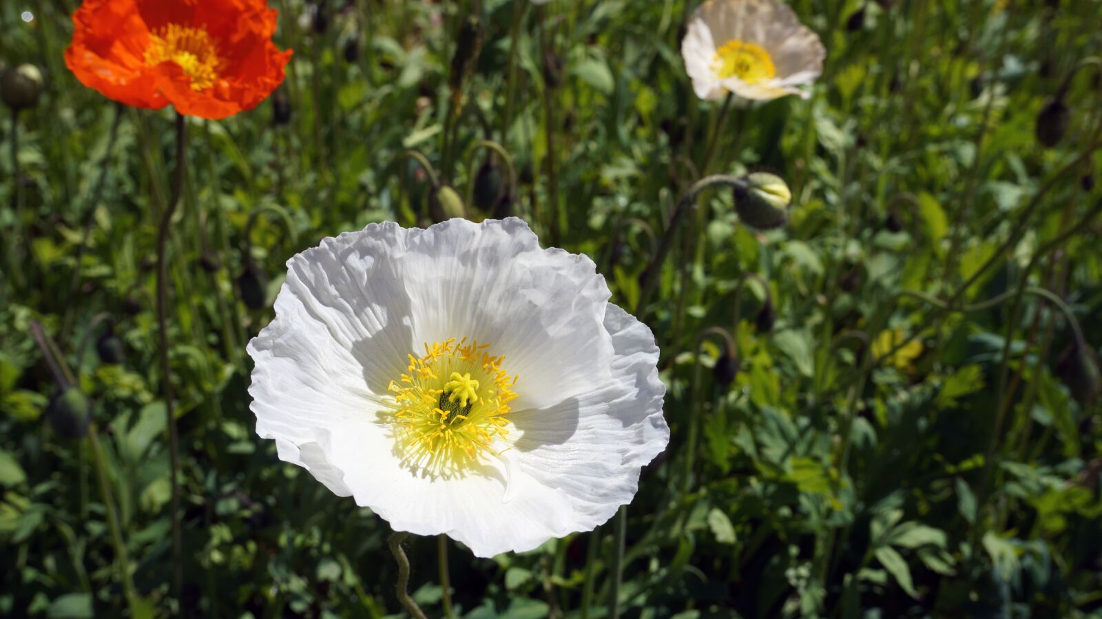 E 18-50mm F4-5.6 sample photo. Flower, white, white flower photography