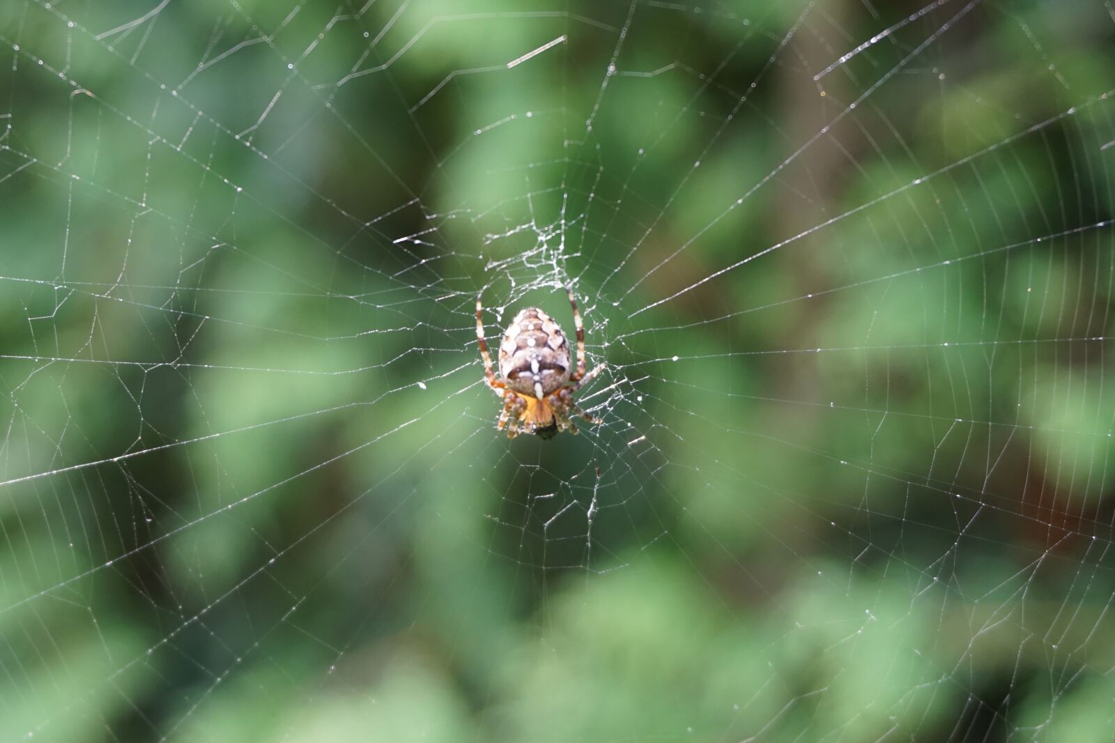 Sony a6000 sample photo. Spider, cobweb, nature photography