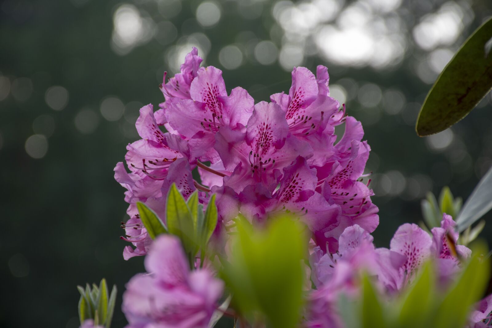 Nikon D7200 sample photo. Nature, flower, flowering photography