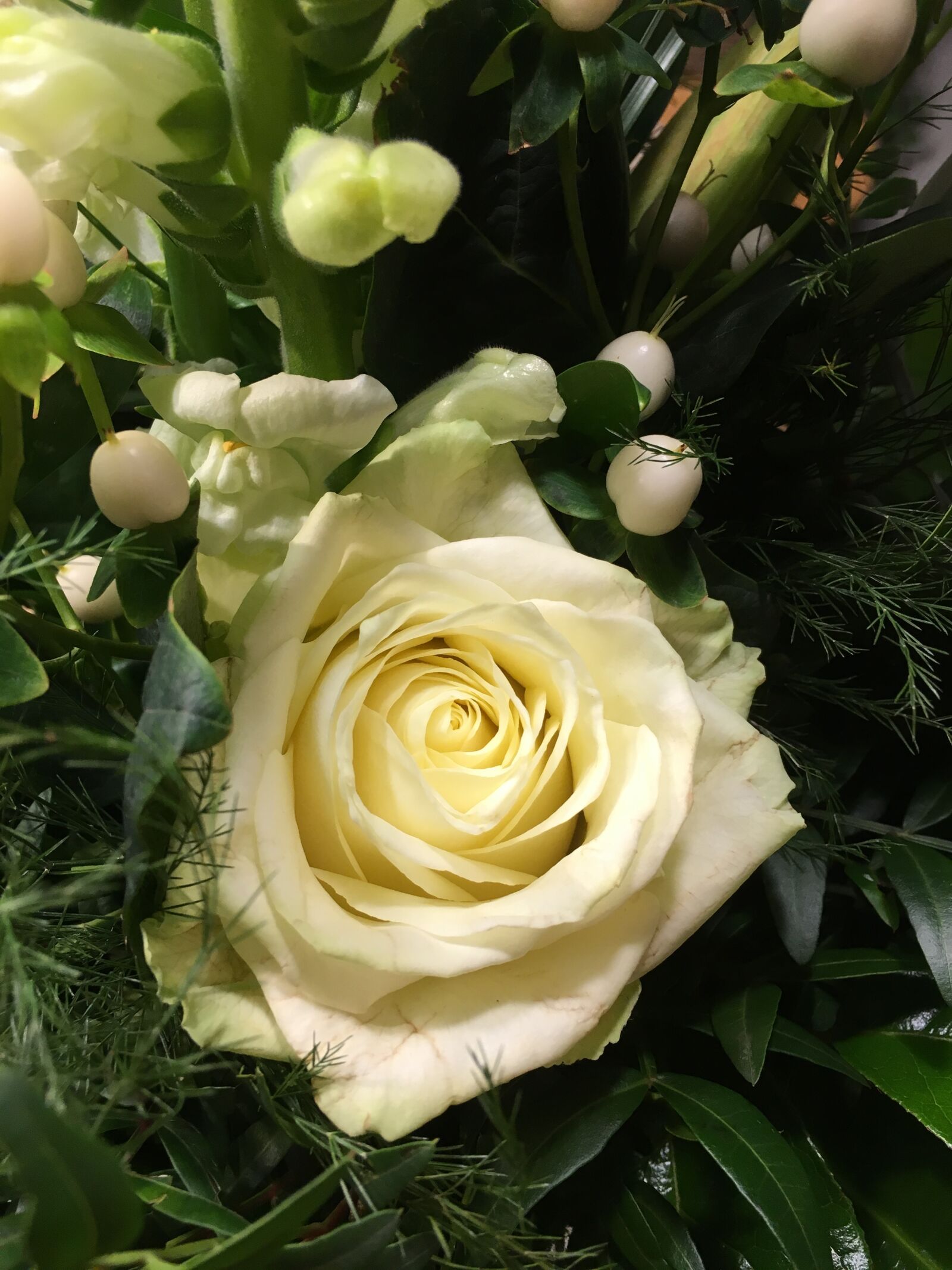 Apple iPhone 6s sample photo. Rose, white, flower photography