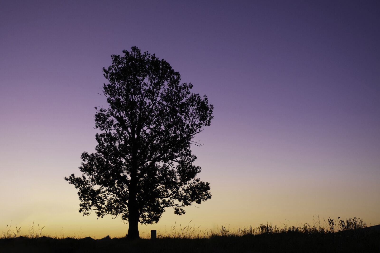 Fujifilm X-H1 sample photo. Sunrise, tree, silhouette photography