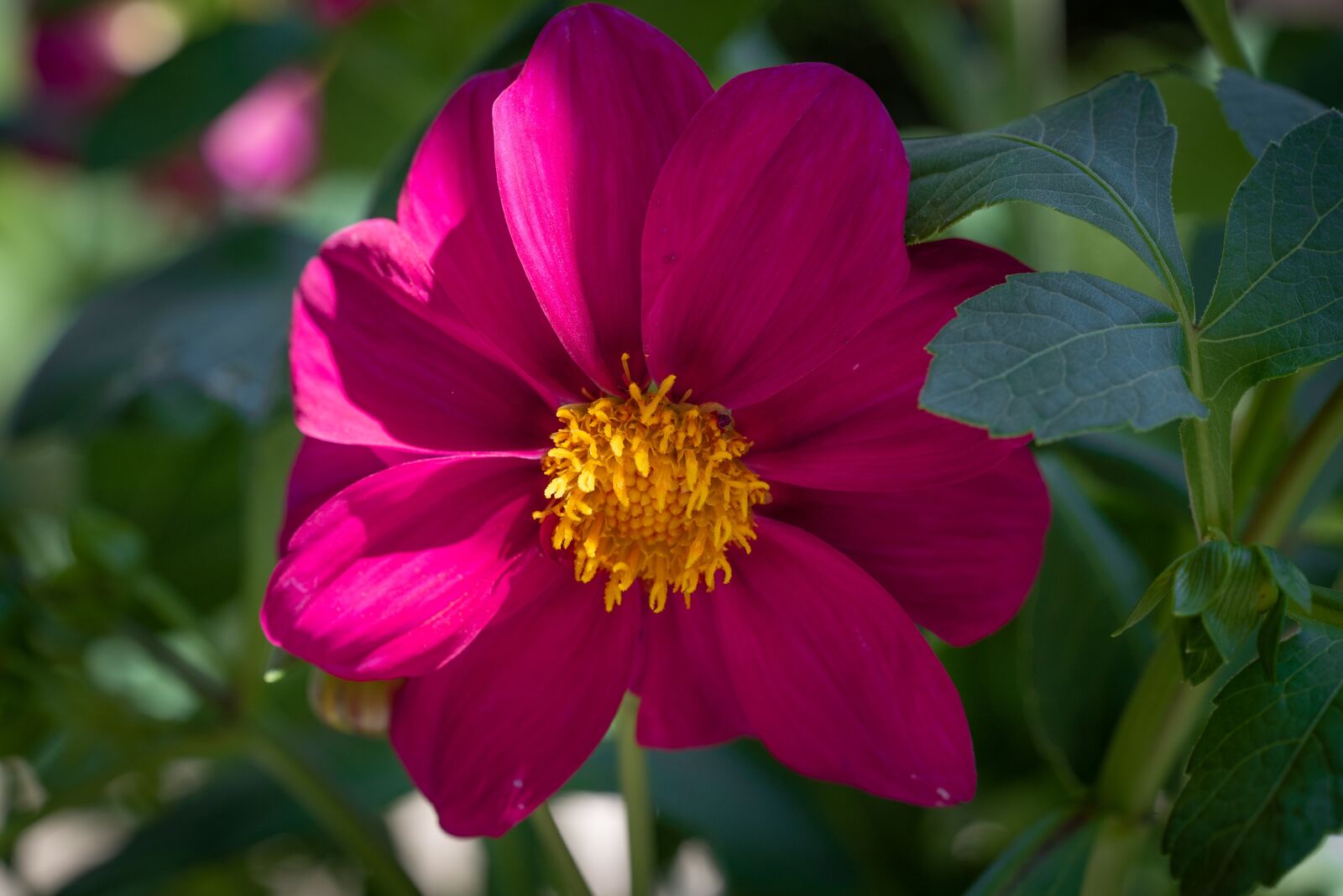 Nikon D750 sample photo. Flower, blossom, bloom photography