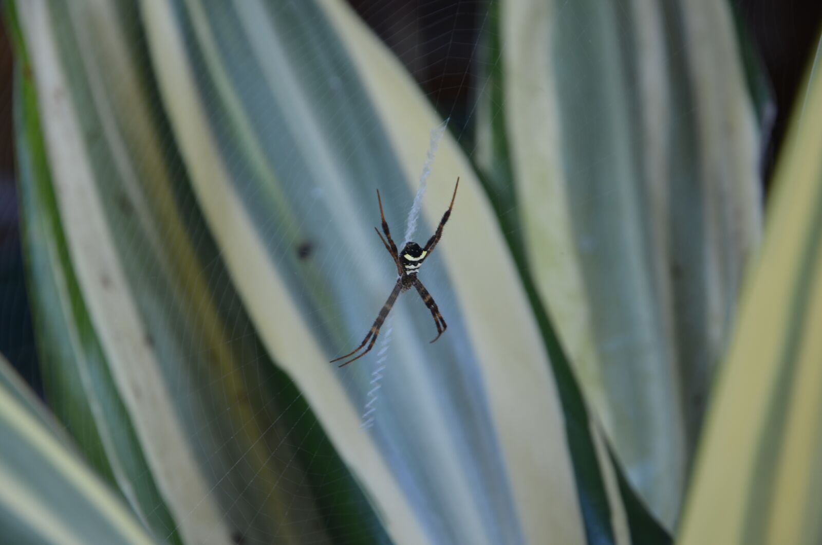 Nikon D7000 sample photo. Spider, exotic, insect photography