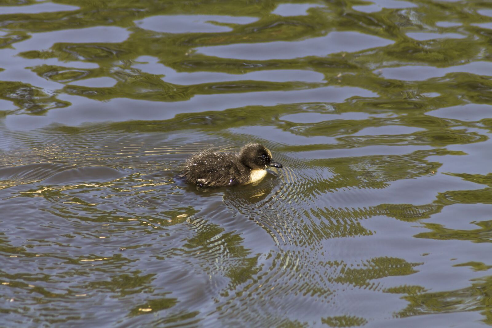 Canon EOS 1100D (EOS Rebel T3 / EOS Kiss X50) sample photo. Duck, nature, water photography