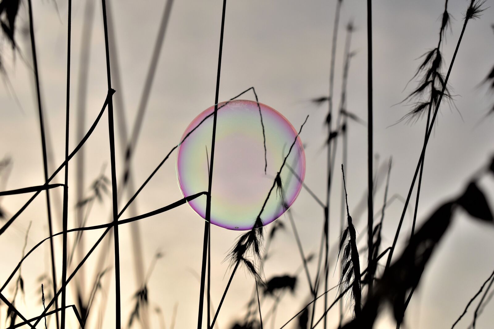 Nikon D5500 sample photo. Soap bubble, backlighting, mood photography