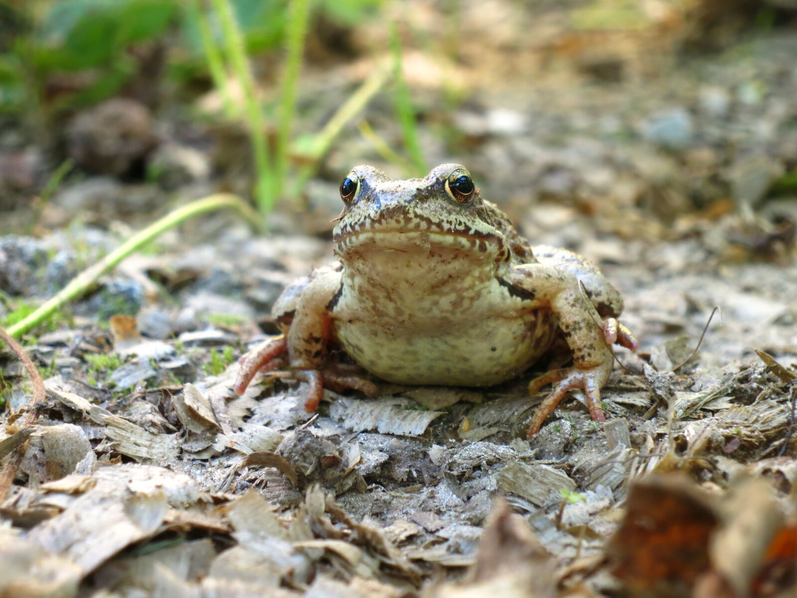 Canon PowerShot S100 sample photo. Frog, amphibians, animals photography