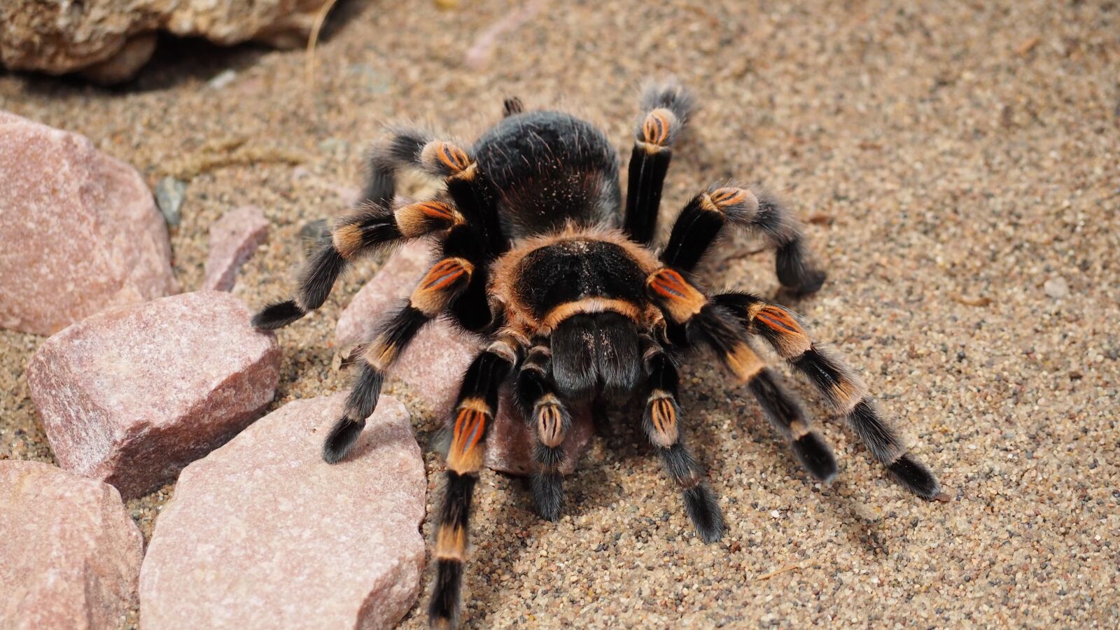 Olympus OM-D E-M10 II sample photo. Tarantula, spider, animal photography