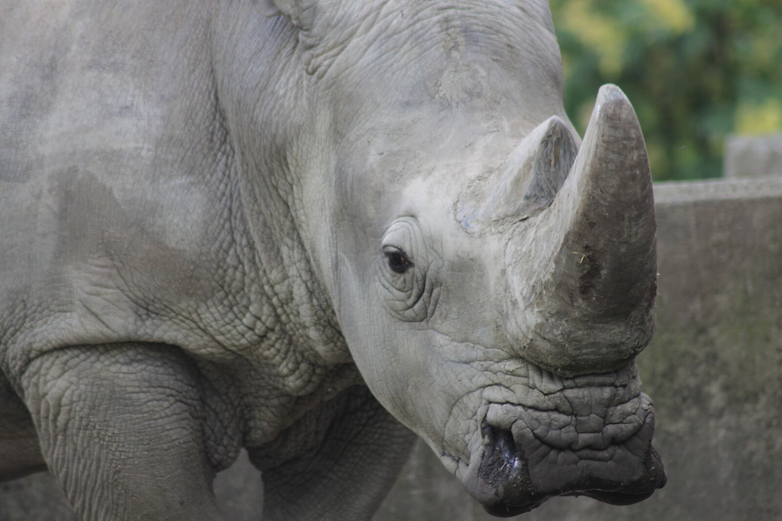 Canon EOS 1100D (EOS Rebel T3 / EOS Kiss X50) sample photo. Rhino, zoo, animal photography