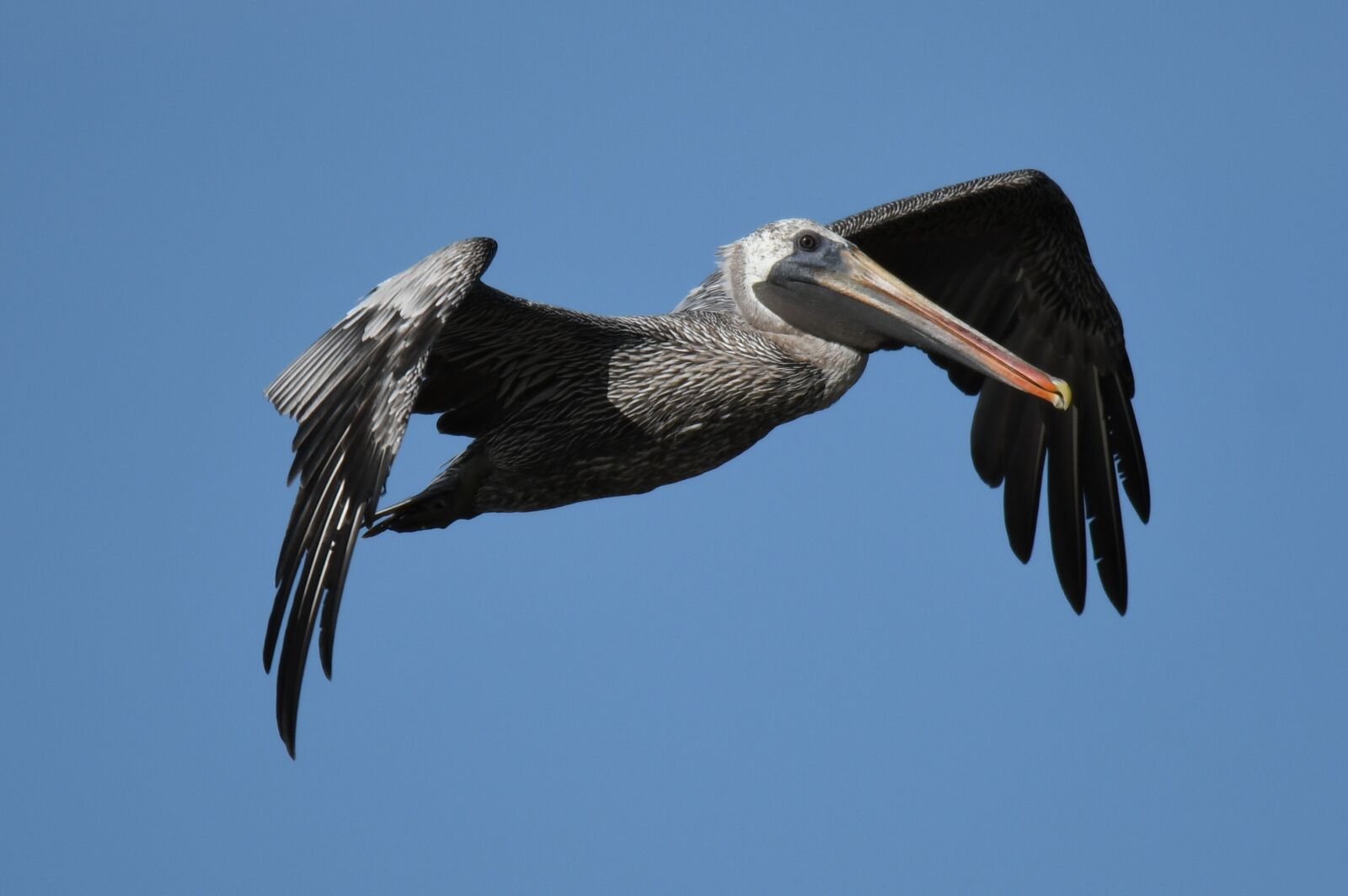 Nikon D500 sample photo. Pelecanus occidentalis, brown pelican photography