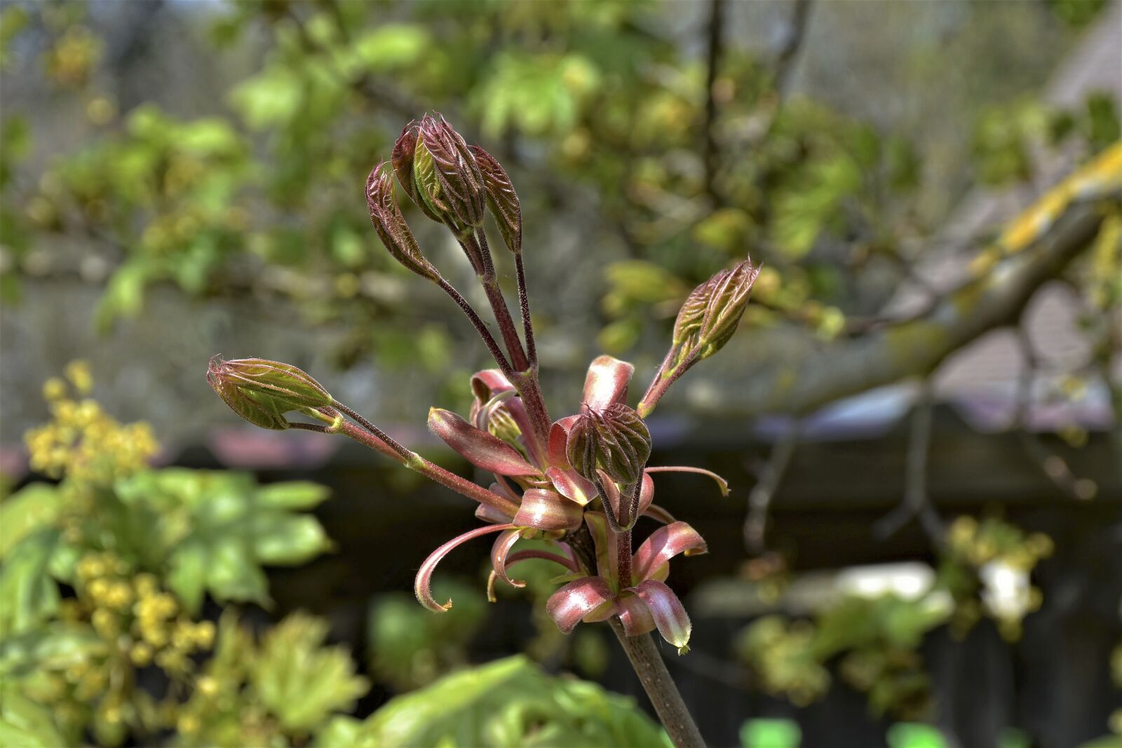 Nikon D7200 sample photo. Tree, bud, leaves growth photography