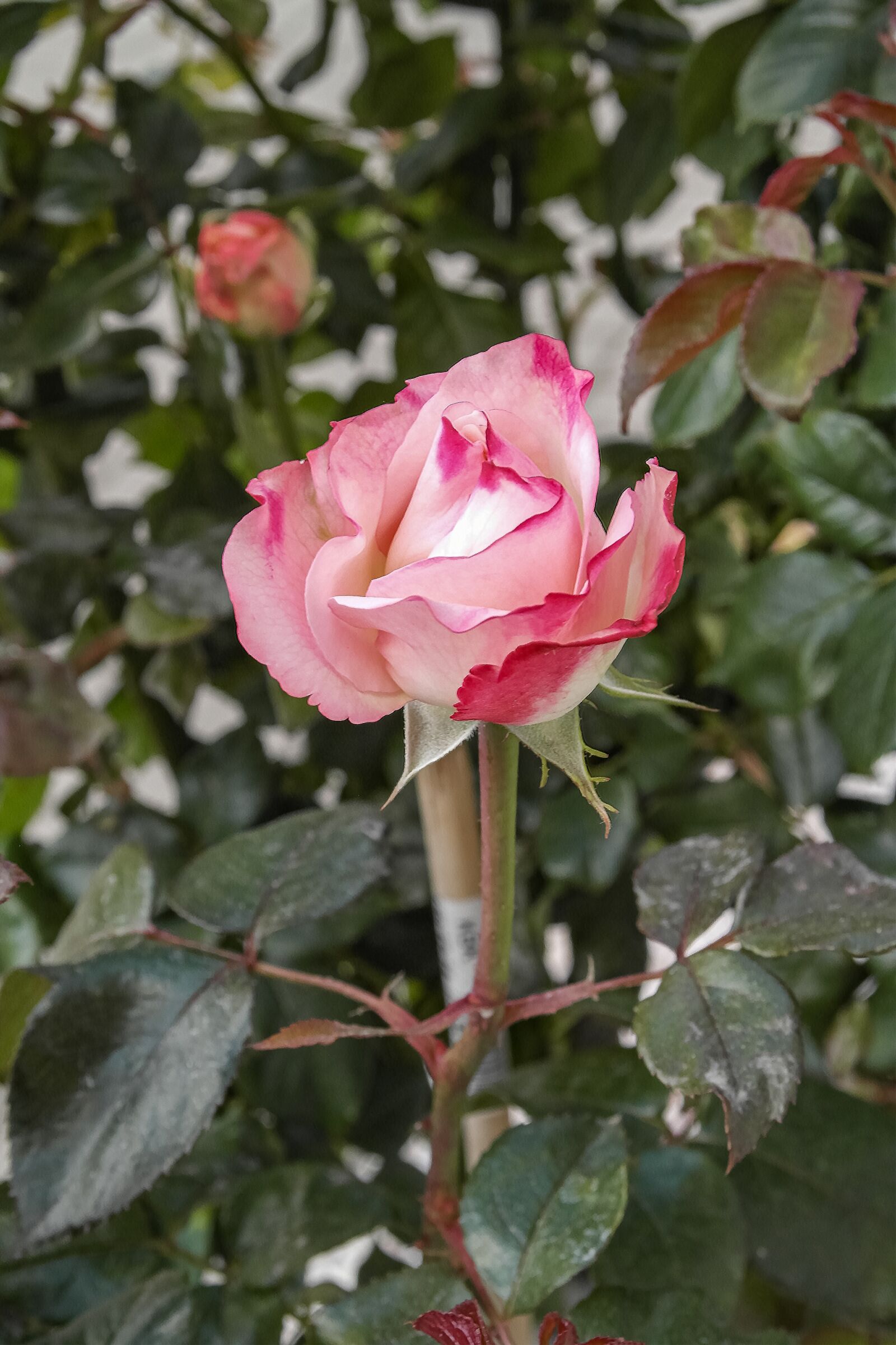 Samsung NX1100 sample photo. Flower, rose, colour photography