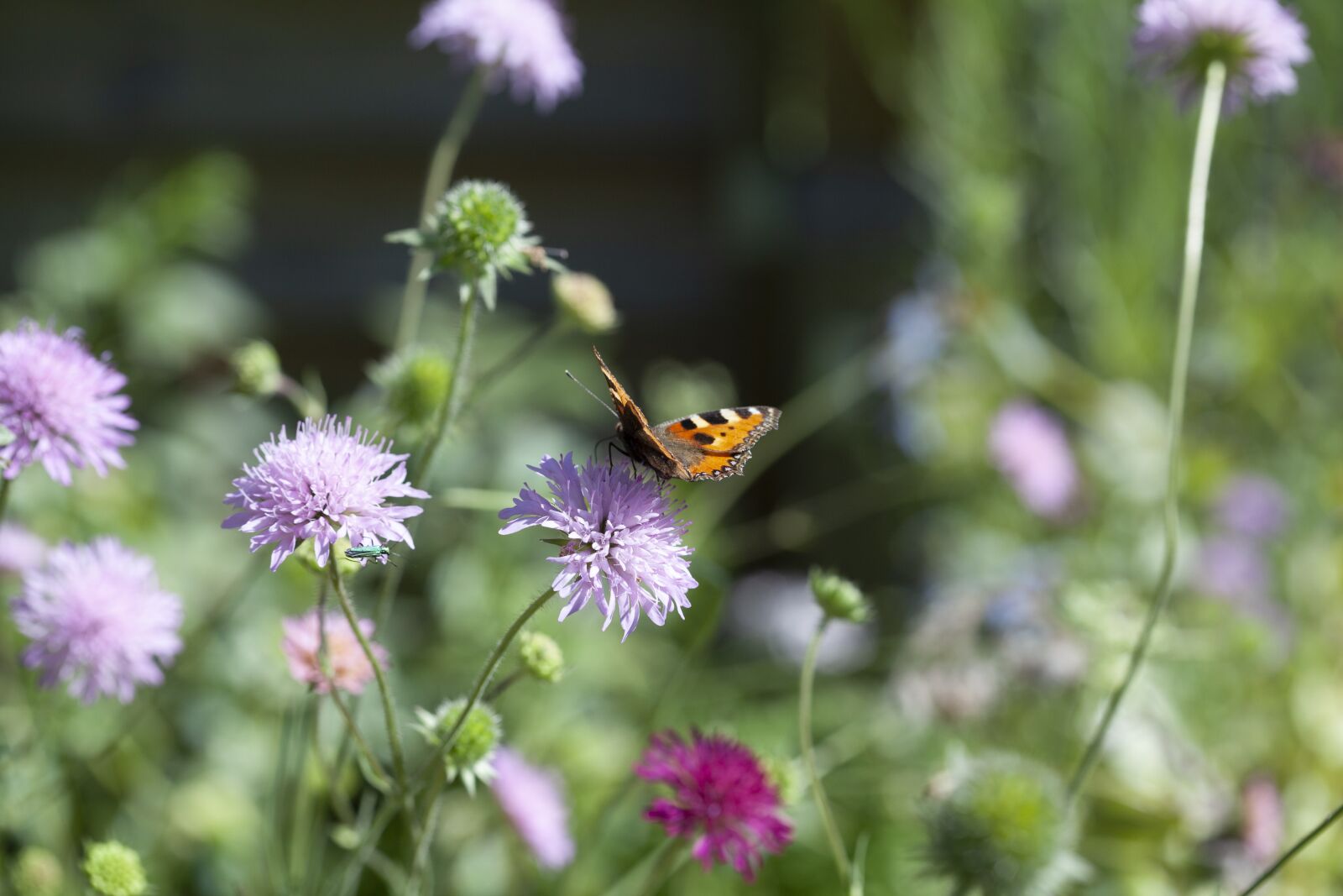 Canon EOS 5D Mark II sample photo. Orange, garden, nature photography