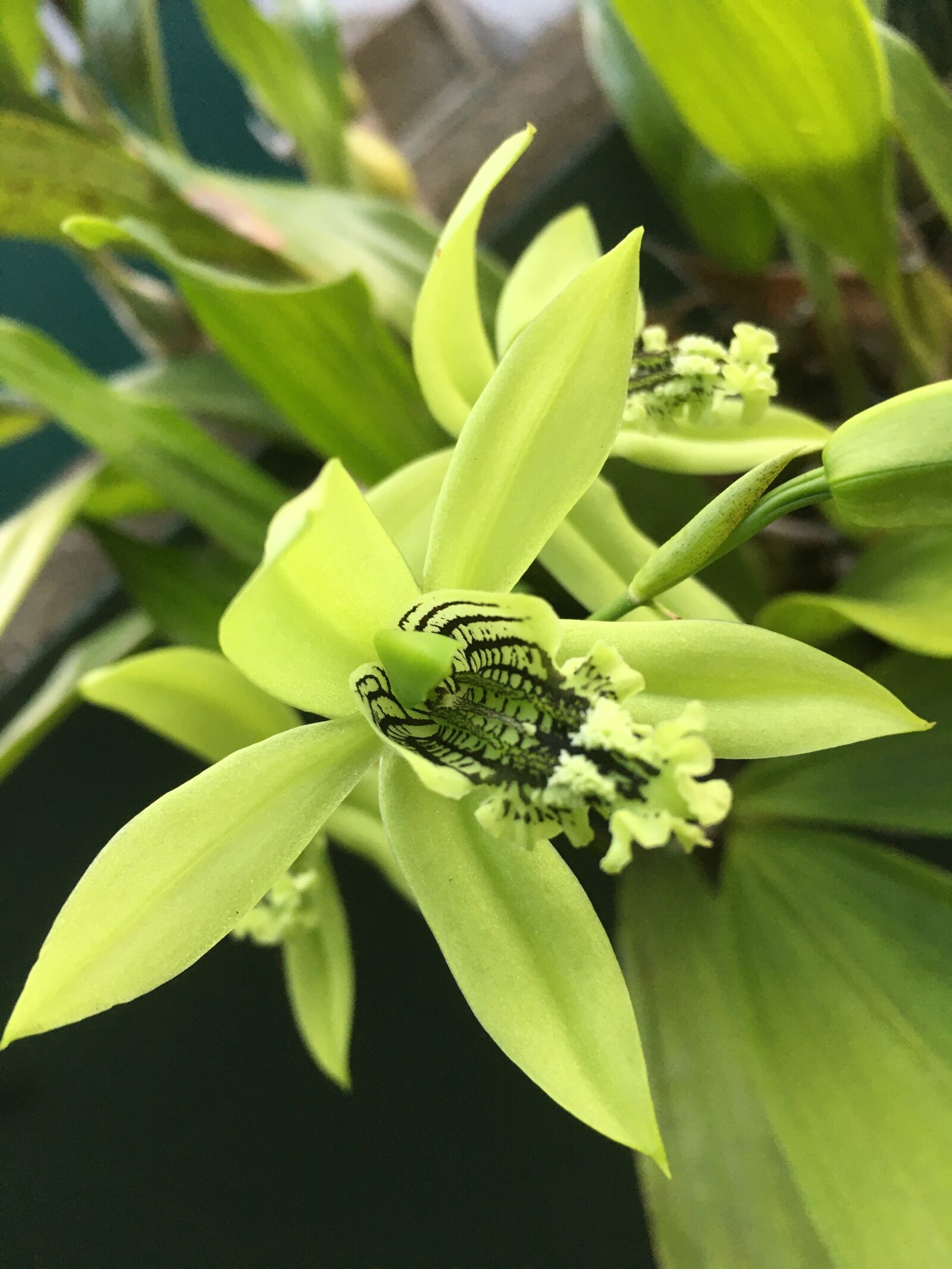 Apple iPhone 6s sample photo. Flowers, colors, orchids photography