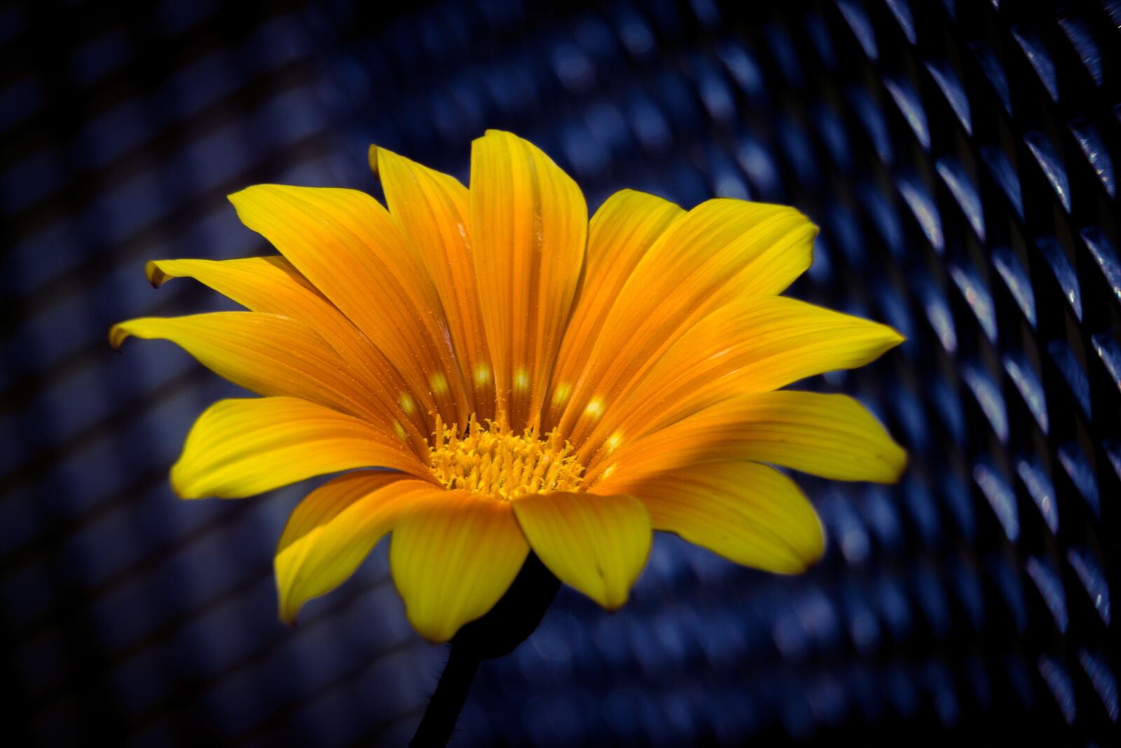 Sony a6000 + Sony E PZ 18-105mm F4 G OSS sample photo. Ice plant, flower, blossom photography