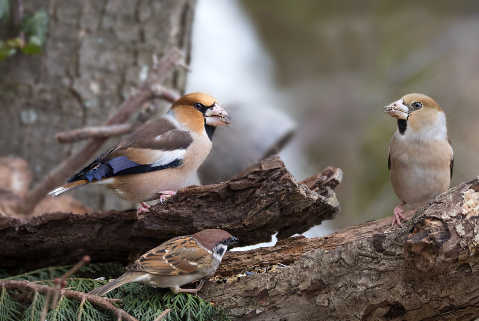 Canon EOS 6D Mark II sample photo. Bird, core beisser, nature photography