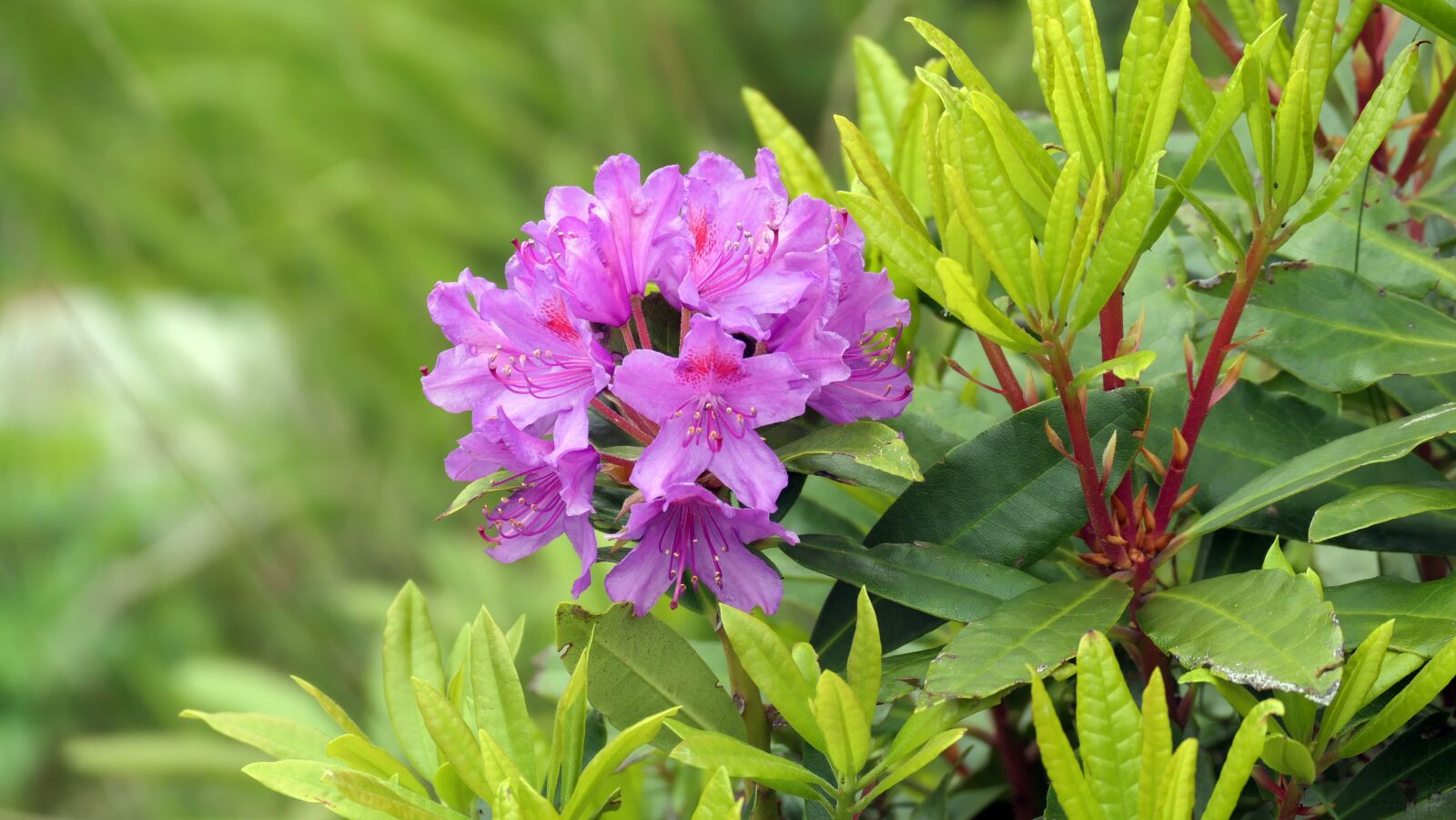 Panasonic DC-FZ10002 sample photo. Flower, spring, blossom photography