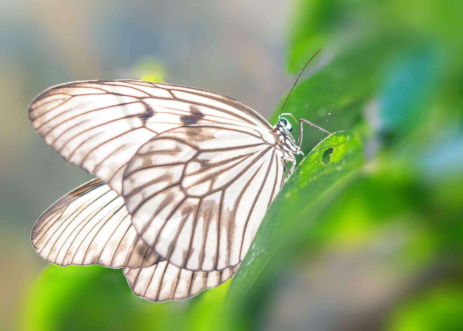 Nikon D7100 sample photo. Butterfly, green, animal photography