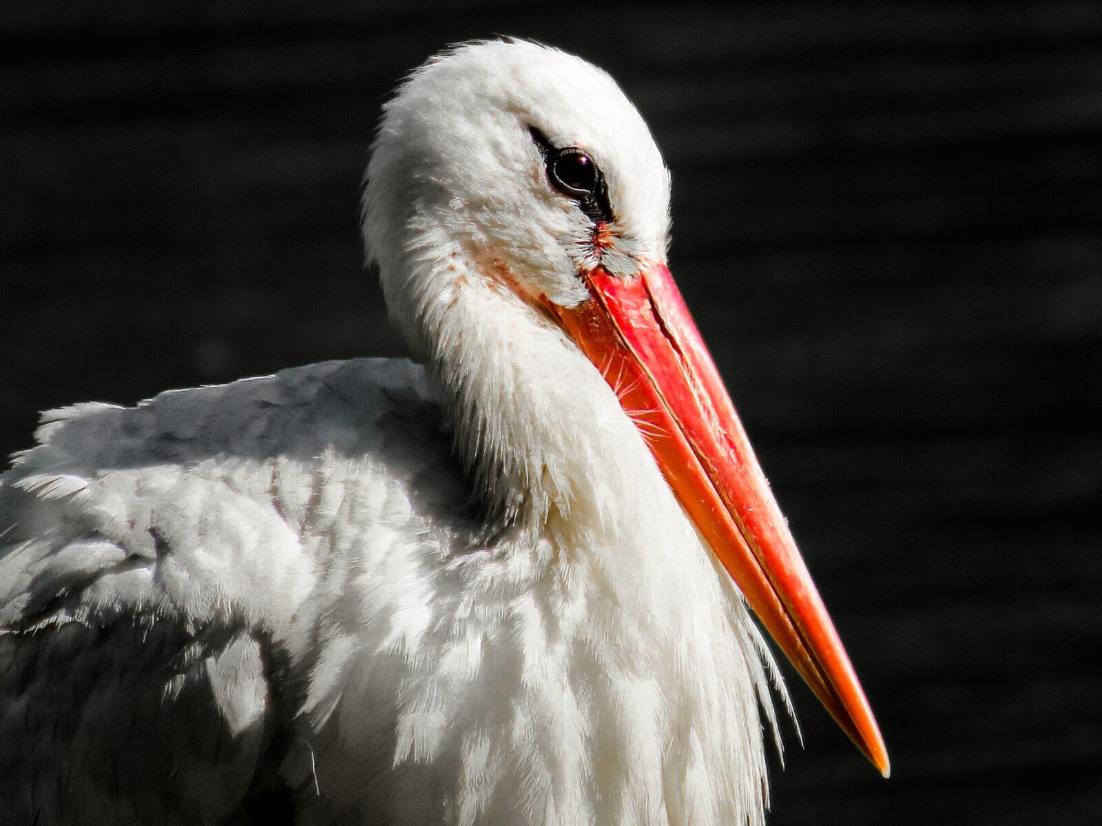 Canon PowerShot SX50 HS sample photo. Animals, bird, stork photography