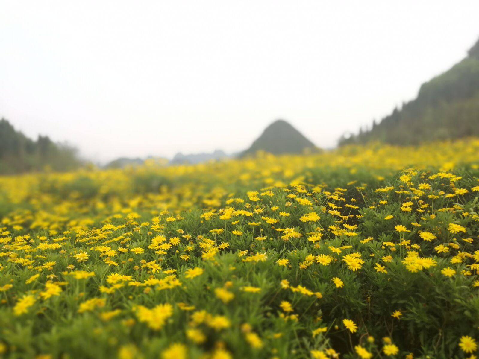 HUAWEI Mate 9 sample photo. Yellow daisy, china guizhou photography