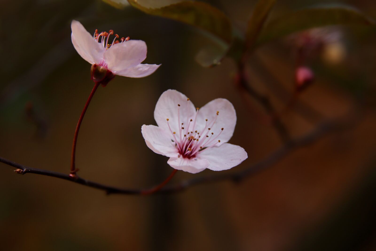 Canon EOS 800D (EOS Rebel T7i / EOS Kiss X9i) sample photo. Flowers, plum blossom, zierpflaume photography