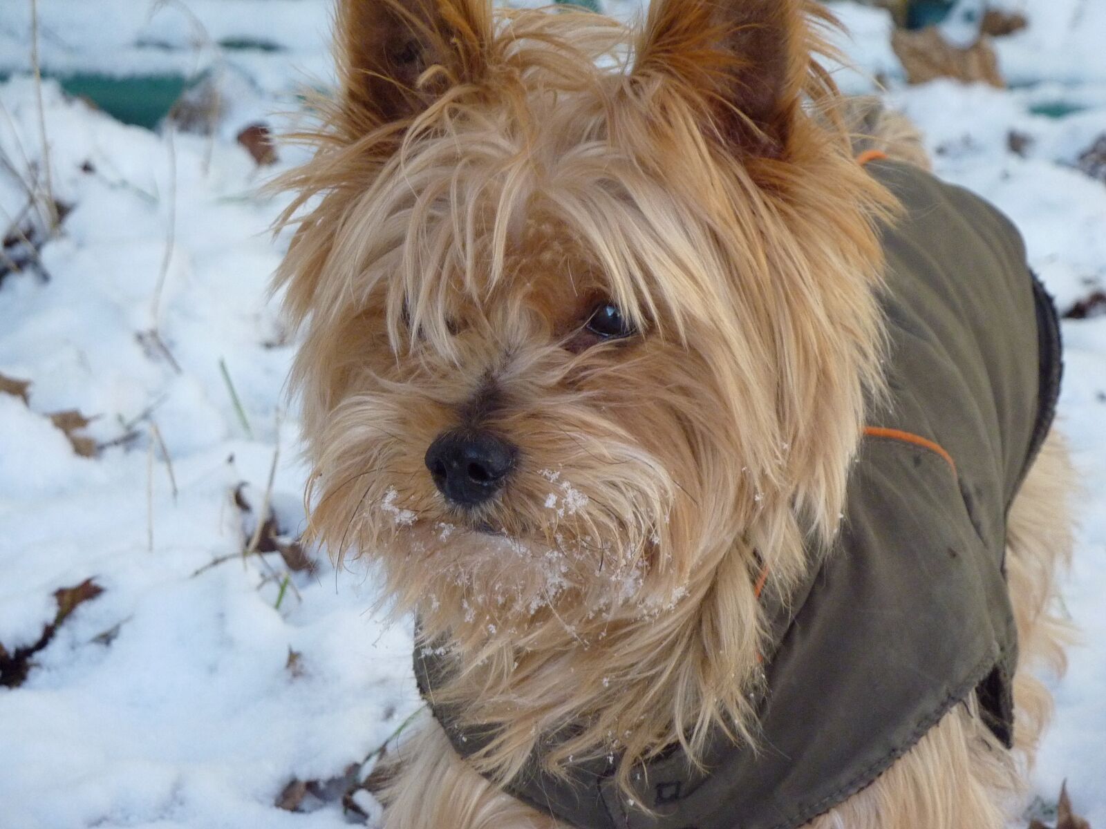 Panasonic DMC-TZ7 sample photo. Dog, petit, canine photography