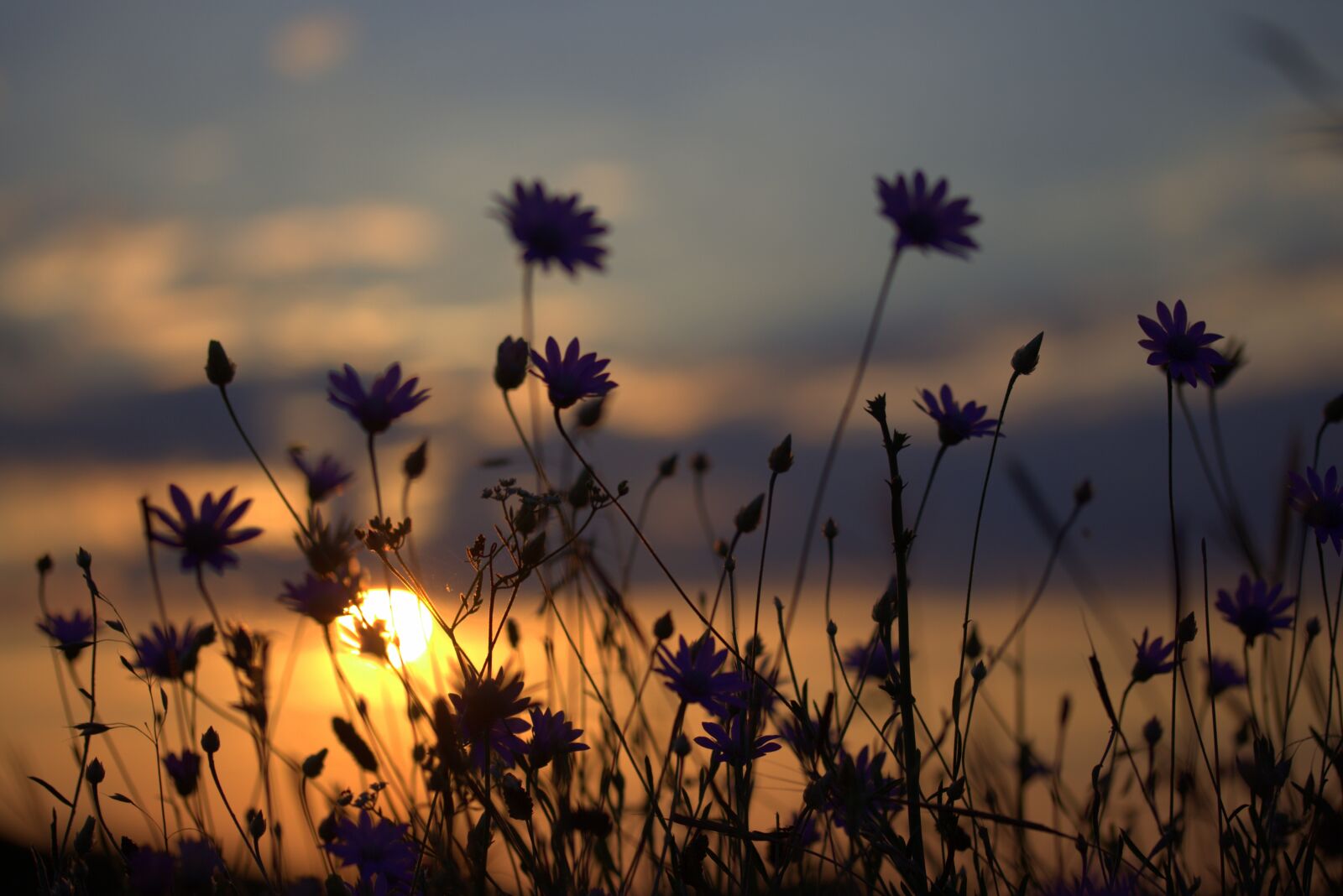 Canon EF-S 60mm F2.8 Macro USM sample photo. Flowers, camp, sunset photography