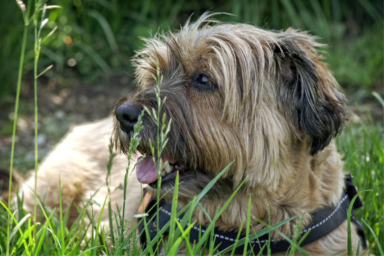 55.0-200.0mm f/4.0-f/5.6 sample photo. Tibetan terrier, dog, lying photography