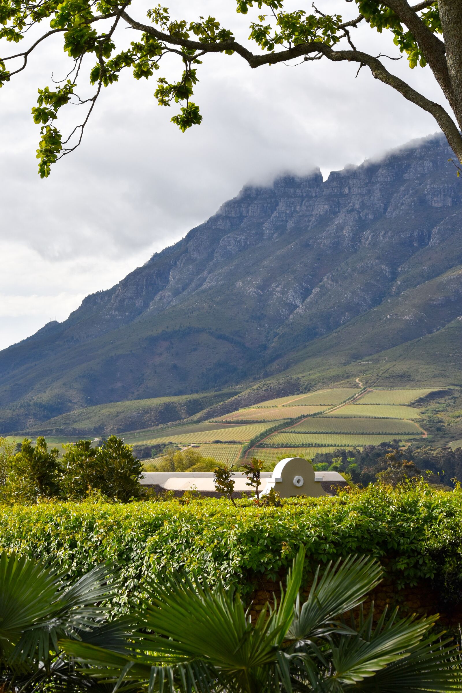 Nikon D5500 sample photo. South africa, franschhoek, nature photography