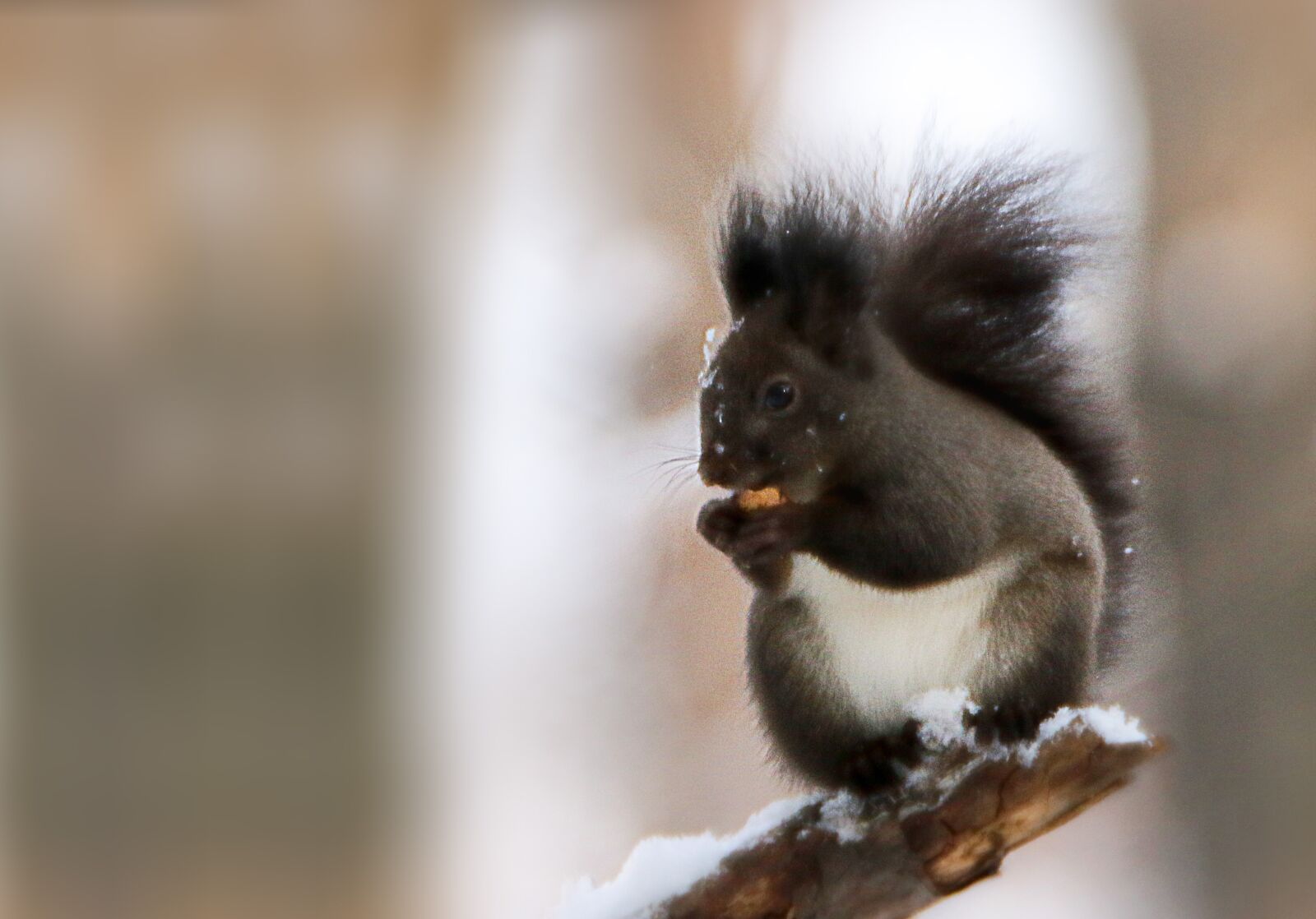 Canon EOS 7D Mark II sample photo. Animal, nature, squirrel photography