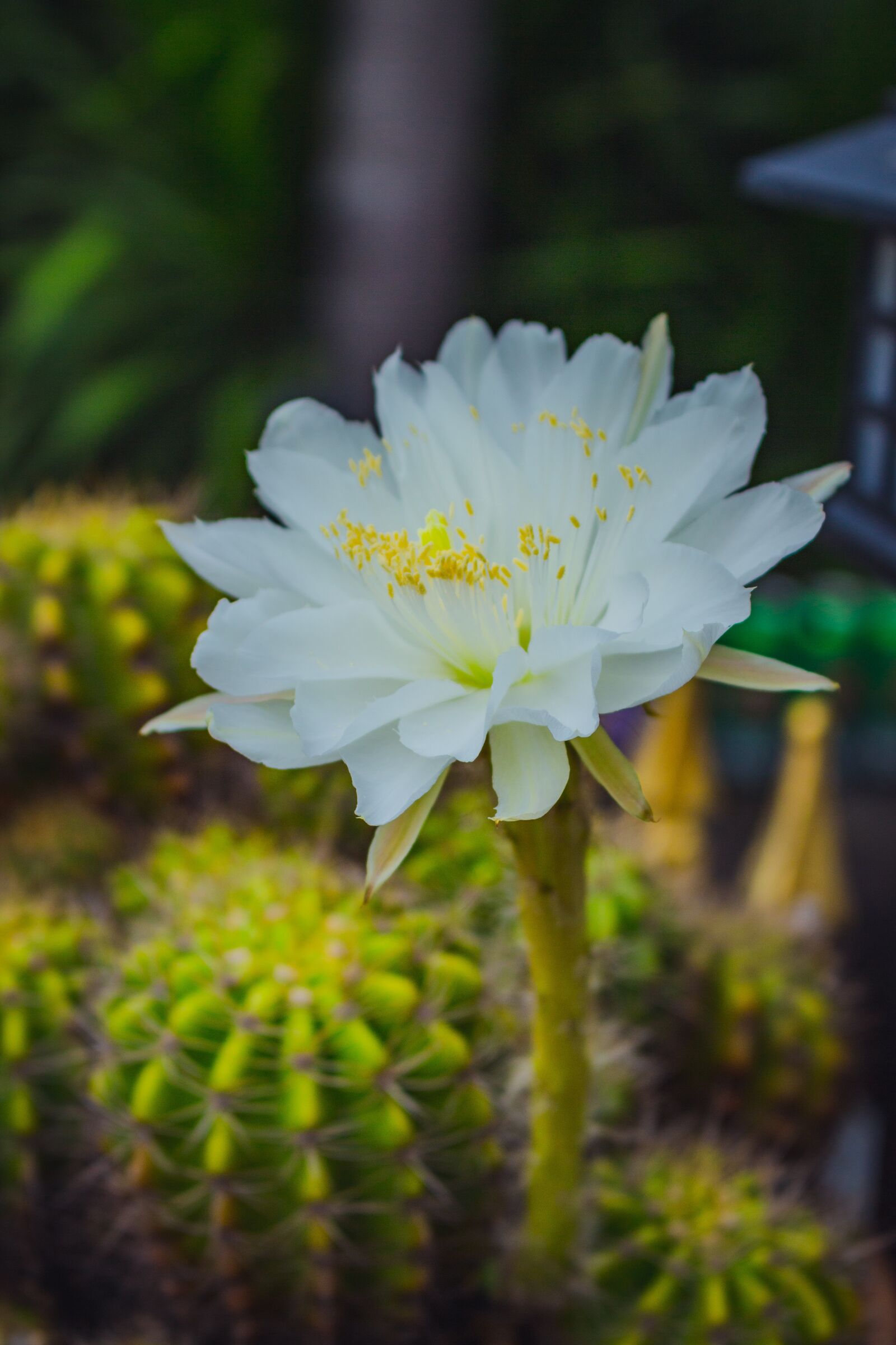 Canon EOS 700D (EOS Rebel T5i / EOS Kiss X7i) sample photo. White, leaves, flora photography