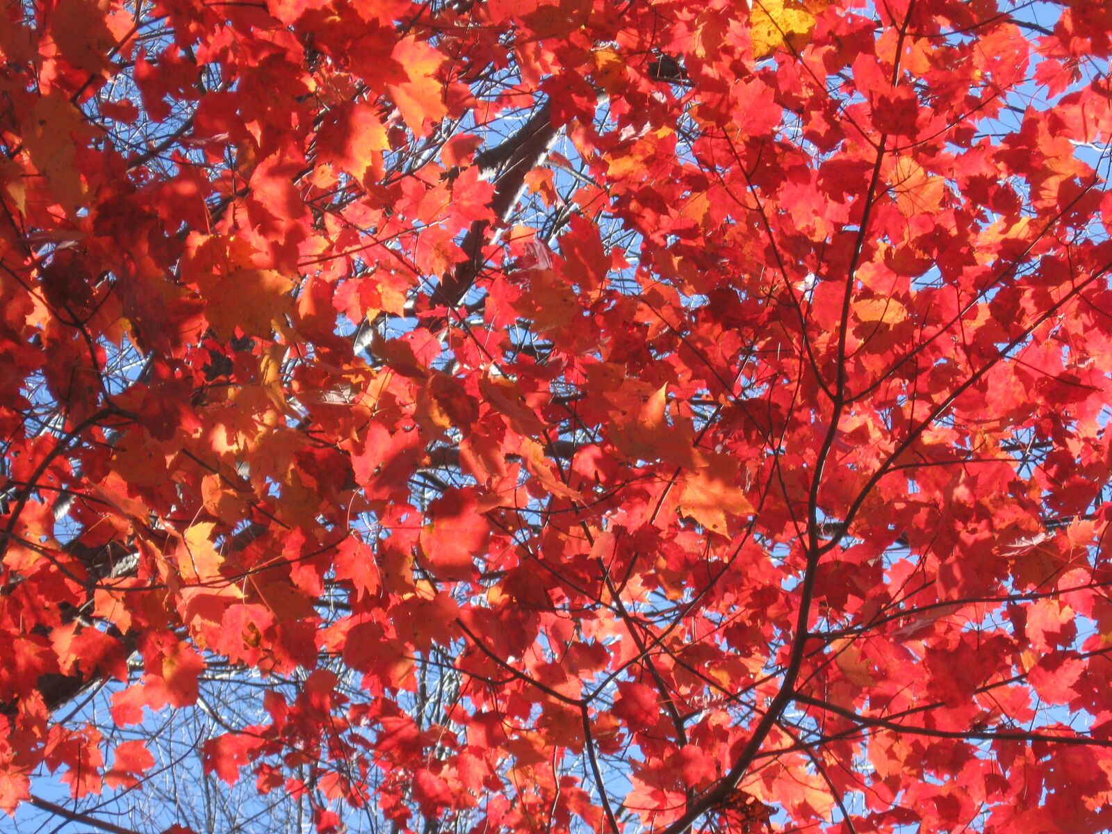 Canon PowerShot A590 IS sample photo. Fall, nature, autumn photography